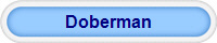 Doberman